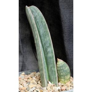 Sansevieria hallii (large form) one-gallon pots