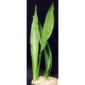 Sansevieria hyacinthoides one-gallon pots