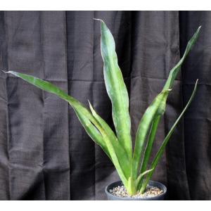 Sansevieria hyacinthoides 2-gallon pots