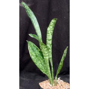 Sansevieria hyacinthoides (EVJ 35) one-gallon pots