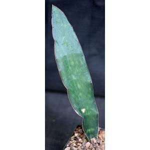 Sansevieria kirkii var. kirkii 5-inch pots