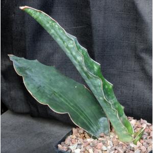 Sansevieria kirkii var. kirkii one-gallon pots