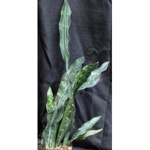 Sansevieria kirkii var. pulchra 2-gallon pots