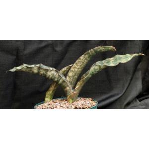 Sansevieria kirkii var. pulchra cv Coppertone 8-inch pots