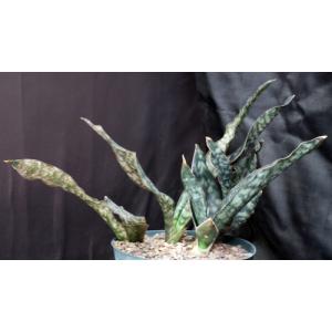 Sansevieria kirkii var. pulchra cv Coppertone 12-inch pots