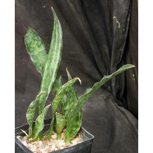 Sansevieria kirkii var. pulchra one-gallon pots