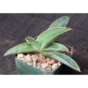 Sansevieria lavranii 2-inch pots