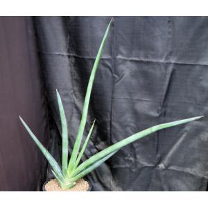 Sansevieria lavranii 3-gallon pots