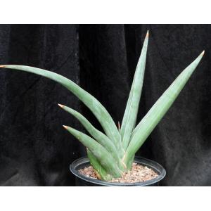 Sansevieria lavranii (Lav 24688) 2-gallon pots