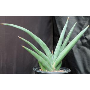 Sansevieria lavranii (Lav 24688) 2-gallon pots