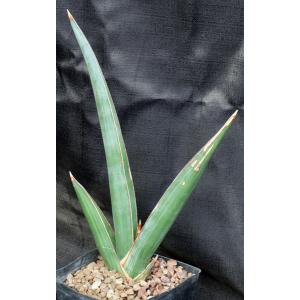 Sansevieria lavranii (Lav 24688) one-gallon pots