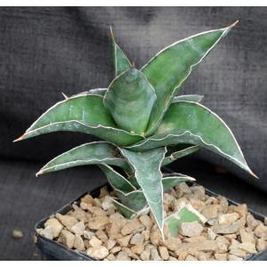 Sansevieria lavranii (WY 1158) 5-inch pots