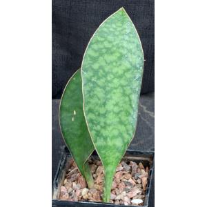 Sansevieria masoniana 5-inch pots
