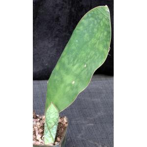 Sansevieria masoniana 5-inch pots