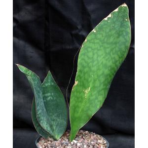Sansevieria masoniana 8-inch pots