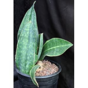 Sansevieria masoniana variegate 3-gallon pots