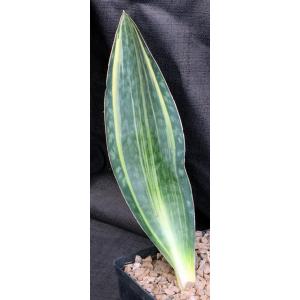 Sansevieria masoniana (variegate) one-gallon pots
