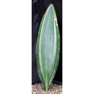Sansevieria masoniana (variegate) 2-gallon pots