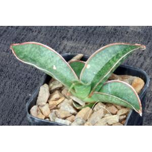 Sansevieria metallica 2-inch pots