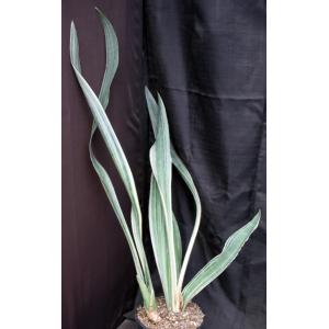 Sansevieria metallica cv Tenzan 2-gallon pots