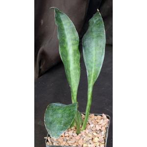 Sansevieria nitida one-gallon pots