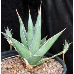 Sansevieria pinguicula 2-gallon pots