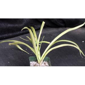 Sansevieria parva (variegated) 4-inch pots