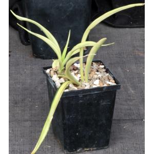 Sansevieria pearsonii (variegated) 5-inch pots