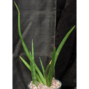 Sansevieria patens 8-inch pots