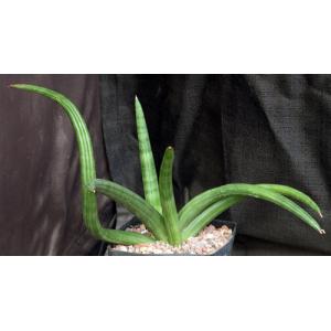 Sansevieria patens one-gallon pots