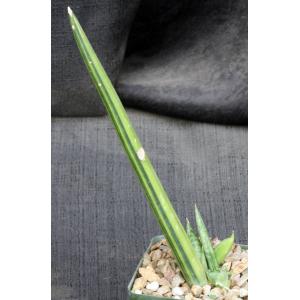 Sansevieria pearsonii (variegated) 4-inch pots