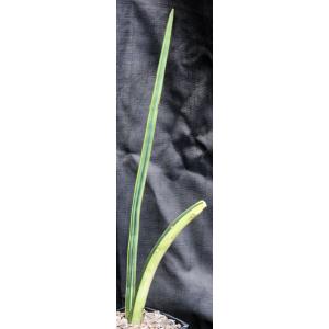 Sansevieria pearsonii (variegated) one-gallon pots