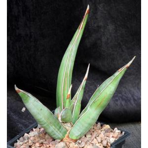 Sansevieria pinguicula (Lav 12240) one-gallon pots