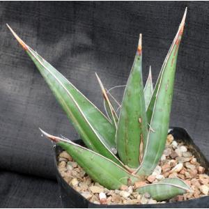 Sansevieria pinguicula (Lav 12240) one-gallon pots