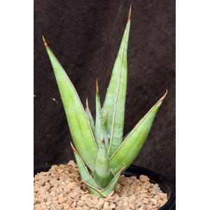 Sansevieria pinguicula 2-gallon pots