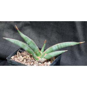 Sansevieria powellii (Lav 24534) one-gallon pots