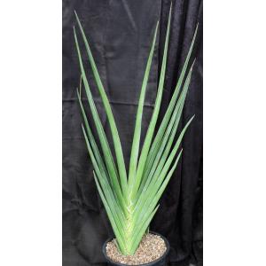 Sansevieria robusta (Bhitala 1026) 5-gallon pots