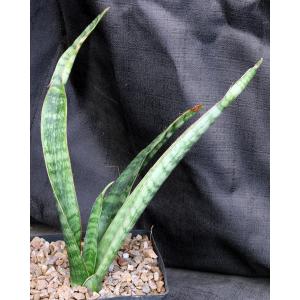 Sansevieria roxburghiana (Vandalur Hill, India) one-gallon pots