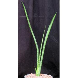 Sansevieria roxburghiana ssp. longifolia 8-inch pots