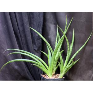 Sansevieria roxburghiana one-gallon pots