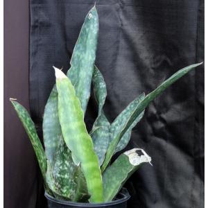 Sansevieria rugosifolia (Bhitala 1008) 2-gallon pots