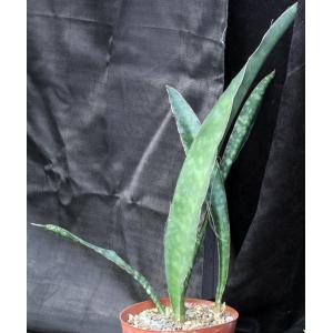 Sansevieria rugosifolia (Bhitala 1008) 8-inch pots