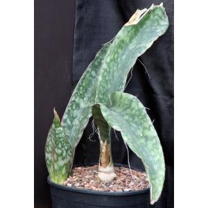 Sansevieria rugosifolia (Bhitala 1011) 3-gallon pots