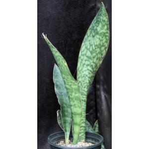 Sansevieria rugosifolia (Bhitala 1018) 2-gallon pots