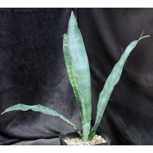 Sansevieria rugosifolia (Bhitala 1008) one-gallon pots