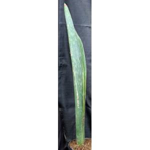 Sansevieria scimitariformis 2-gallon pots