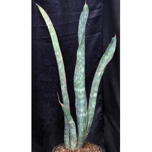 Sansevieria scimitariformis 3-gallon pots