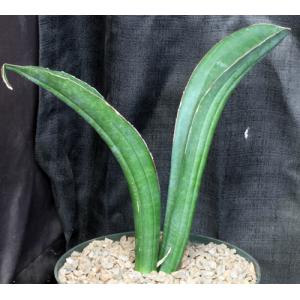 Sansevieria sinus-simiorum 8-inch pots