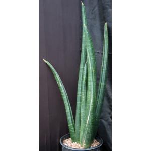 Sansevieria sinus-simiorum (R1734) 5-gallon pots