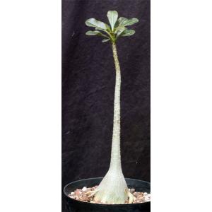 Adenium socotranum 8-inch pots